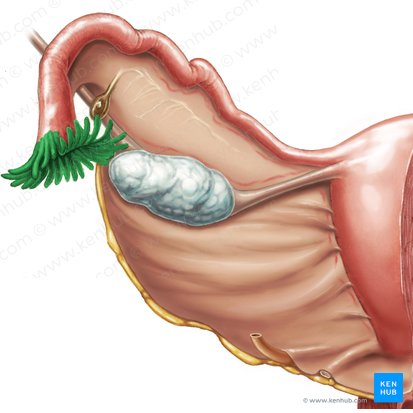 Fimbriae tubae uterinae (Eileiterfransen); Bild: Samantha Zimmerman