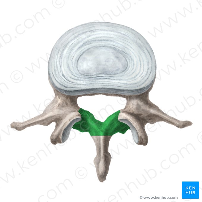 Lâmina do arco vertebral (Lamina arcus vertebrae); Imagem: Liene Znotina