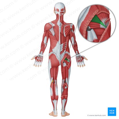 Piriformis muscle (Musculus piriformis); Image: Irina Münstermann