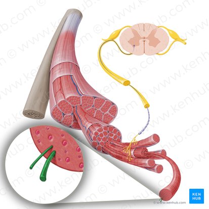 Myofilamentum (Myofilament); Bild: Paul Kim