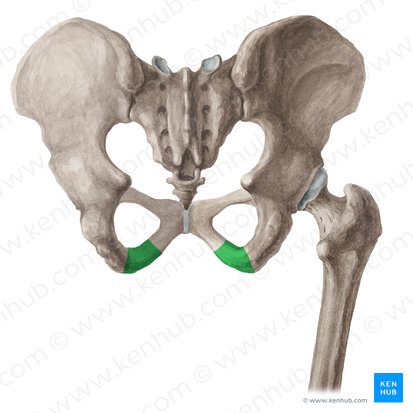 Ramus of ischium (Ramus ossis ischii); Image: Liene Znotina