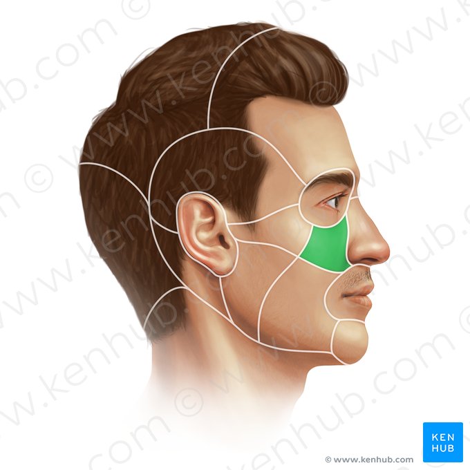 Região infraorbital (Regio infraorbitalis); Imagem: Paul Kim