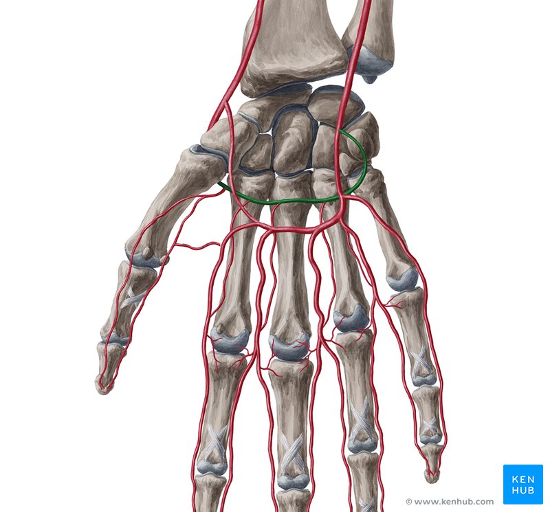 Deep palmar arch (Arcus palmaris profundus)