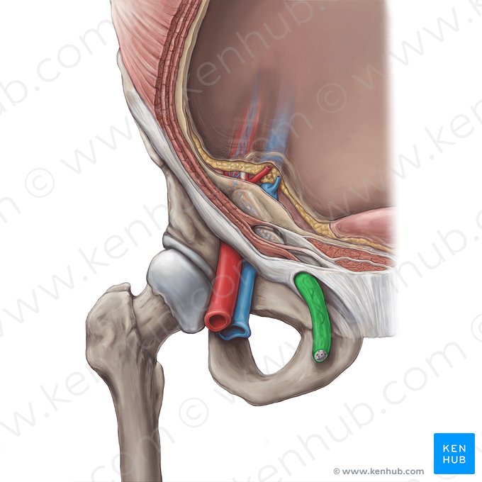 Fascia spermatica externa (Äußere Samenfaszie); Bild: Hannah Ely