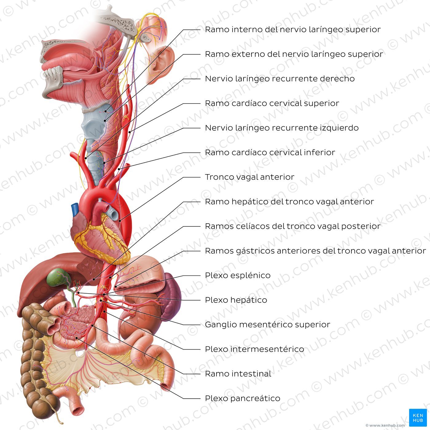 Nervio vago (par craneal X)