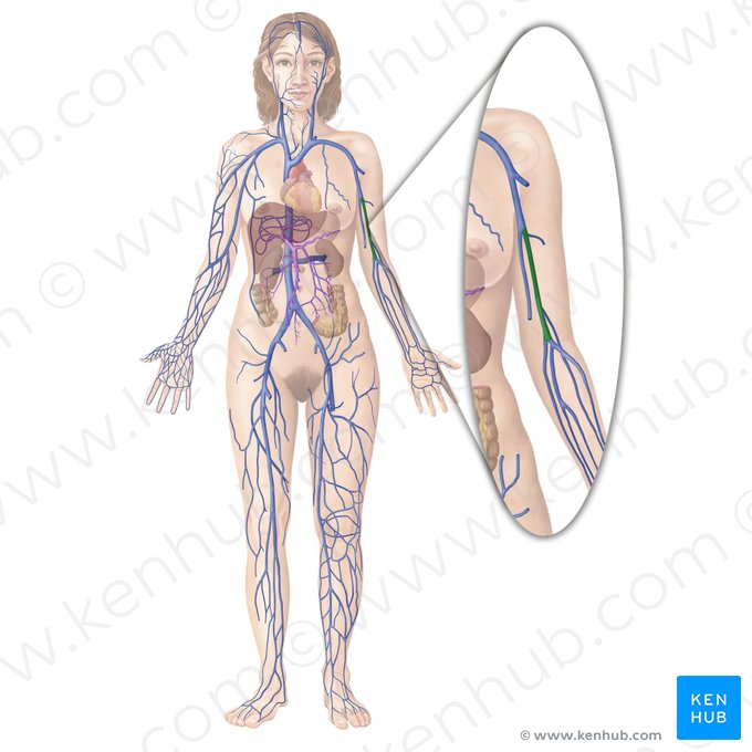 Venae brachiales (Oberarmvenen); Bild: Begoña Rodriguez