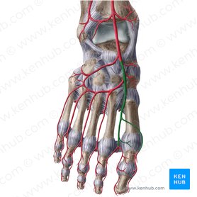 Arteria dorsal del pie (Arteria dorsalis pedis); Imagen: Liene Znotina
