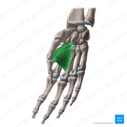 Musculus adductor pollicis (Daumenanzieher); Bild: Yousun Koh