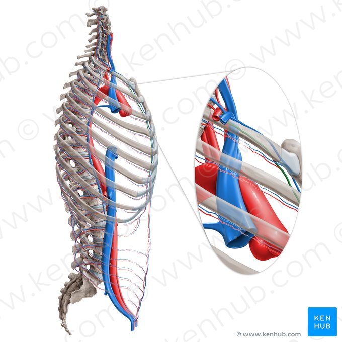 Internal thoracic artery (Arteria thoracica interna); Image: Paul Kim