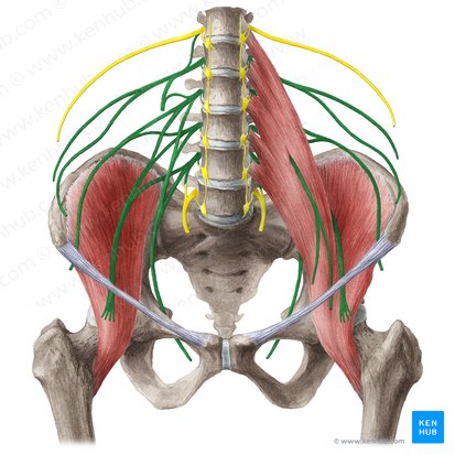 which of the following nerves originates in the lumbosacral plexus