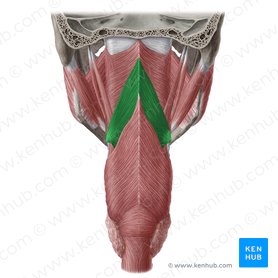 Músculo constrictor medio de la faringe (Musculus constrictor medius pharyngis); Imagen: Yousun Koh