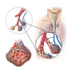 Vascularização e inervação dos pulmões