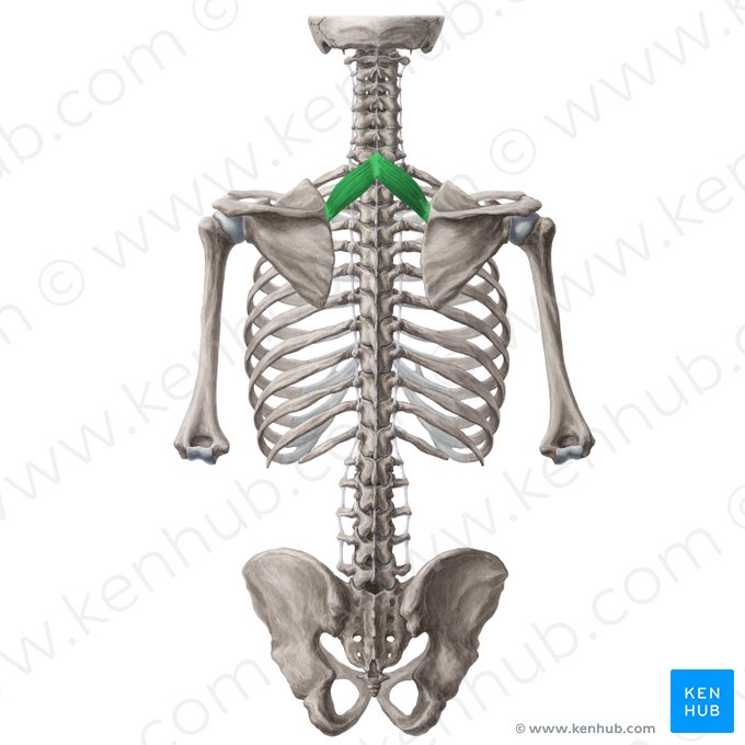 Rhomboid minor muscle (Musculus rhomboideus minor); Image: Yousun Koh