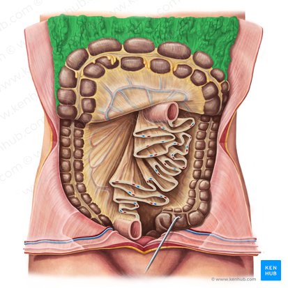 Omentum majus (Großes Netz); Bild: Irina Münstermann