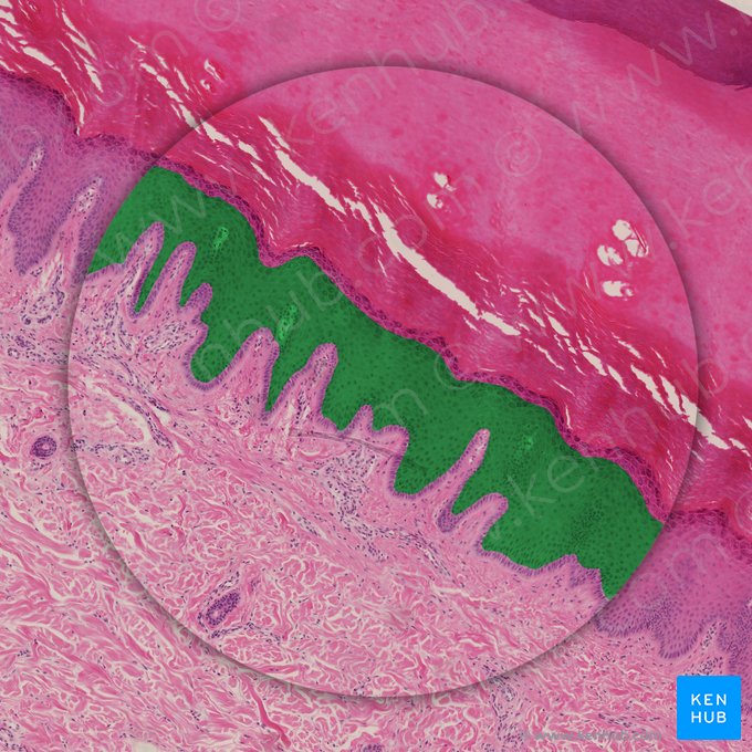 Camada espinhosa da epiderme (Stratum spinosum epidermis); Imagem: 