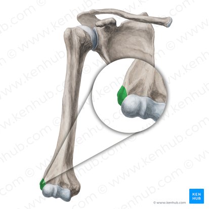 Epicóndilo lateral del húmero (Epicondylus lateralis humeri); Imagen: Yousun Koh