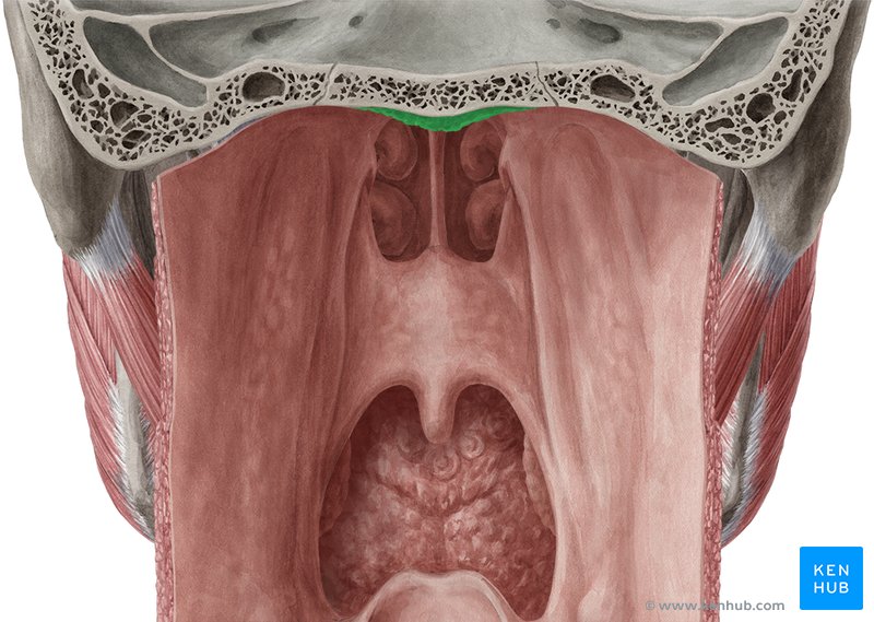 Pharyngeal tonsil - dorsal view