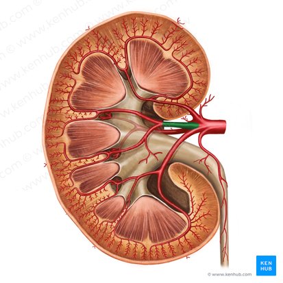 Rama anterior de la arteria renal (Ramus anterior arteriae renalis); Imagen: Irina Münstermann