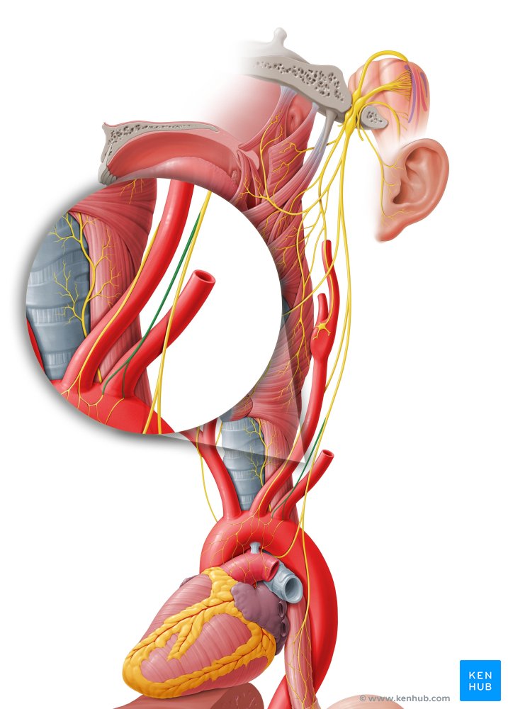 Nervo cardíaco inferior - vista lateral-esquerda