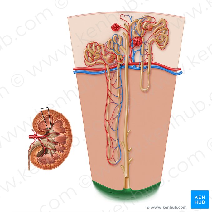 Papila renal (Papilla renalis); Imagem: Paul Kim