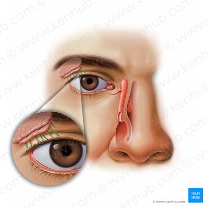 Excretory ducts of lacrimal gland (Ductuli excretorii glandulae lacrimalis); Image: Paul Kim