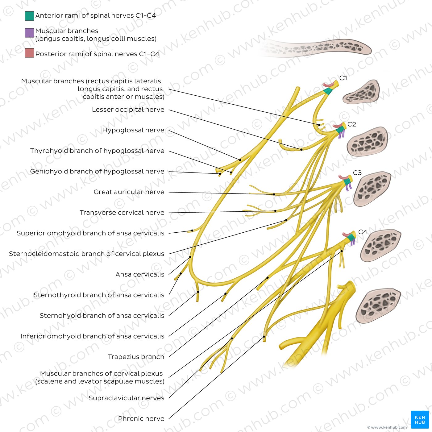 Overview of the cervical plexus