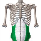 Internal abdominal oblique muscle
