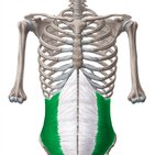 Internal abdominal oblique muscle