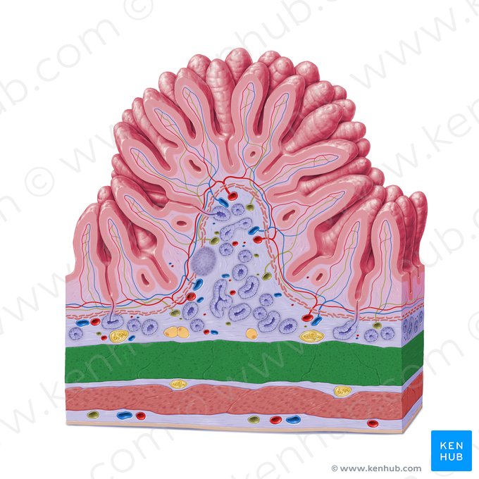 Camada circular interna da túnica muscular (Stratum circulare internum tunicae muscularis); Imagem: Paul Kim