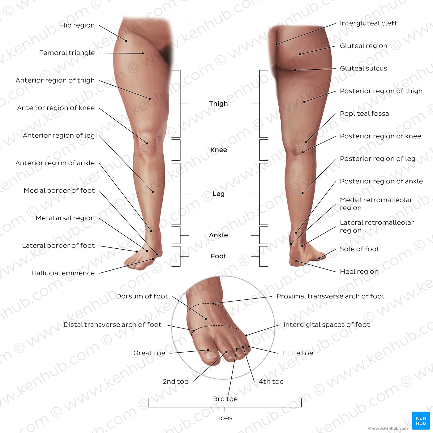 Regions of the lower extremity