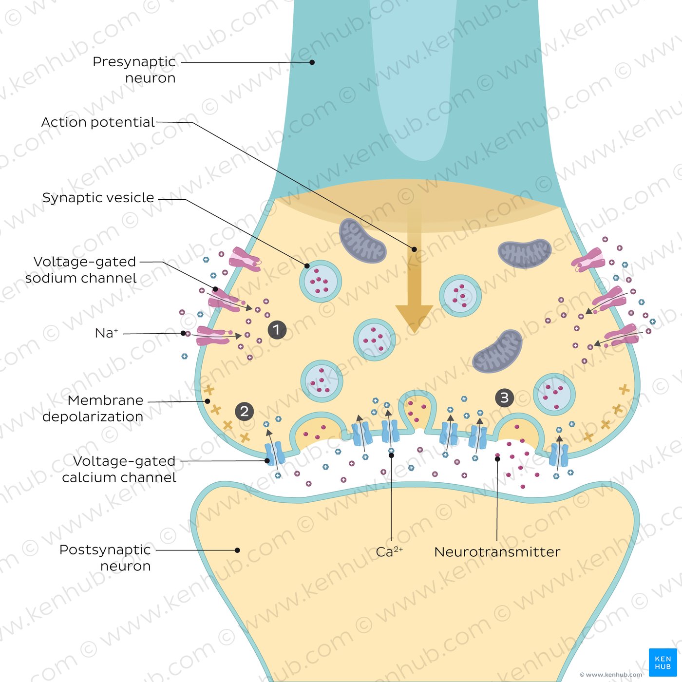 Chemical synapses: Structure, function and diagram | Kenhub