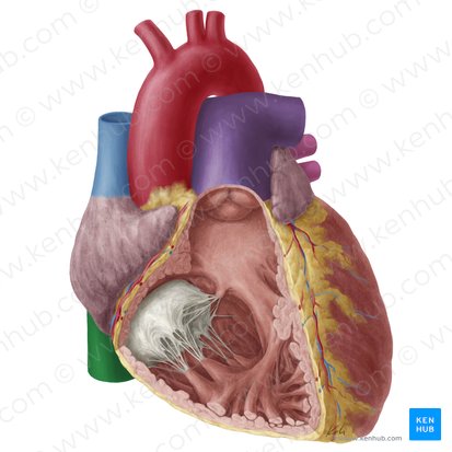 Veia cava inferior (Vena cava inferior); Imagem: Yousun Koh