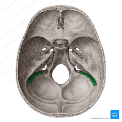 Sulcus sinus sigmoidei ossis temporalis (Graben des s-förmigen Blutleiters); Bild: Yousun Koh