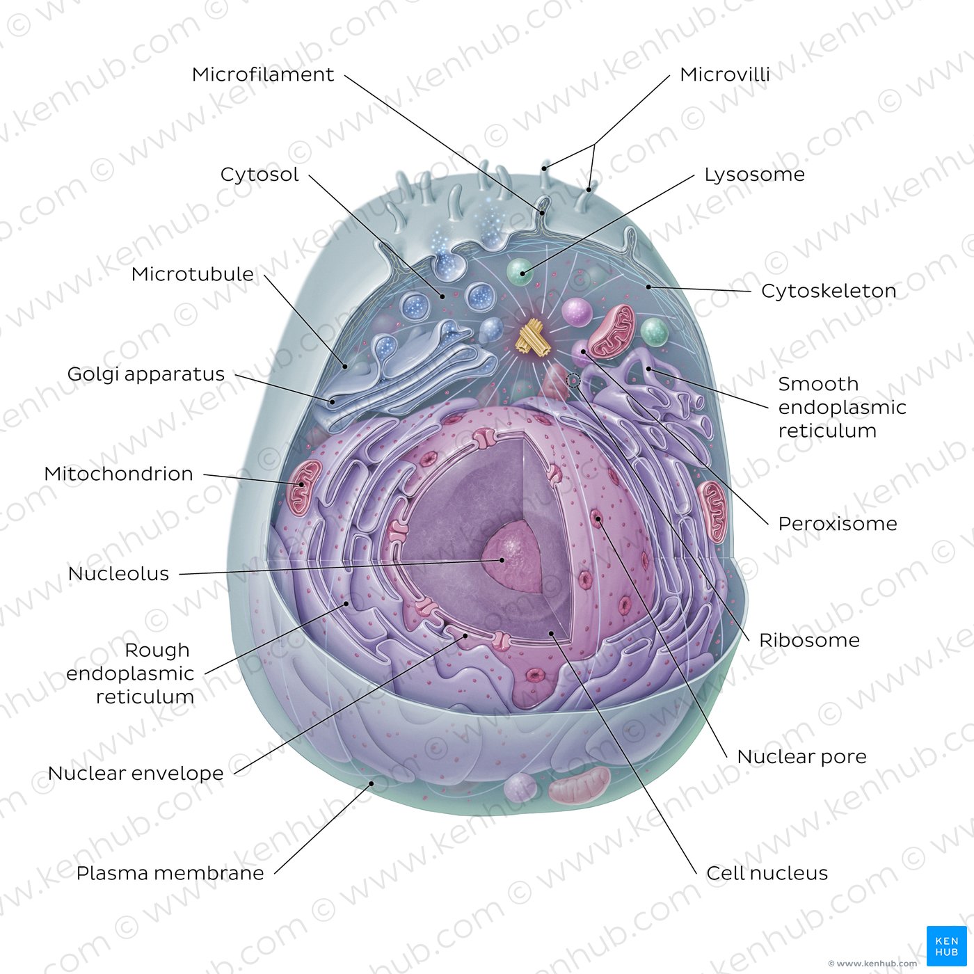 Eukaryotic cell