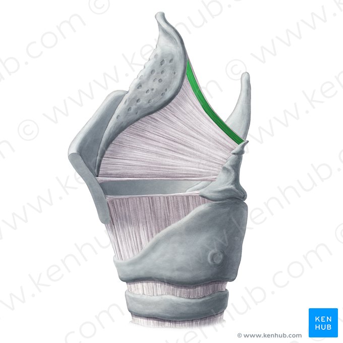 Músculo aritenoepiglótico (Musculus aryepiglotticus); Imagen: Yousun Koh