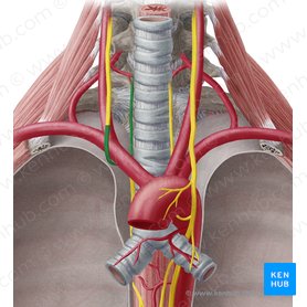 Nervio laríngeo recurrente derecho (Nervus laryngeus recurrens dexter); Imagen: Yousun Koh