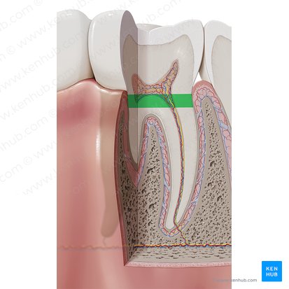 Cervix dentis (Zahnhals); Bild: Paul Kim