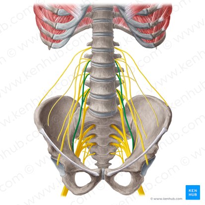 Obturator nerve (Nervus obturatorius); Image: Liene Znotina