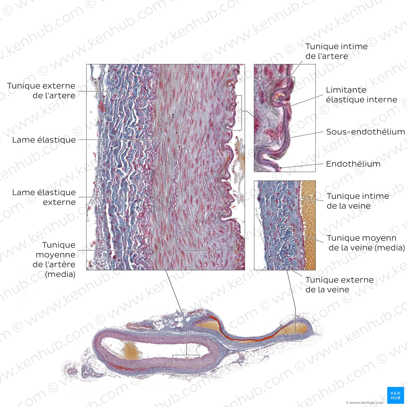 Artery and vein 