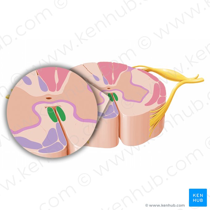 Fascículo longitudinal medial (Fasciculus longitudinalis medialis); Imagen: Paul Kim