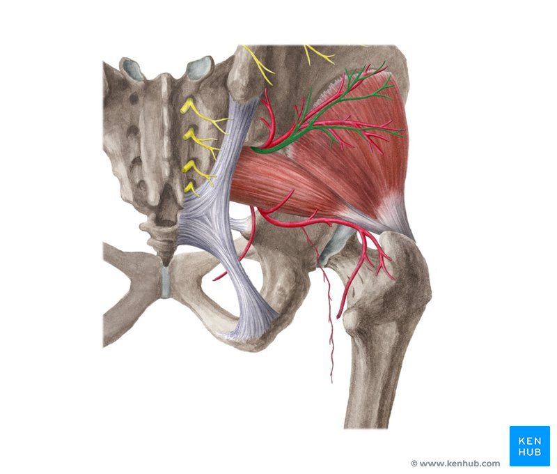 Tensor da fáscia lata Origem, inserção
