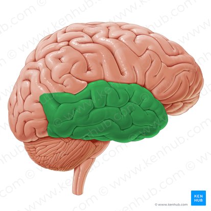 Lobus temporalis (Schläfenlappen); Bild: Paul Kim