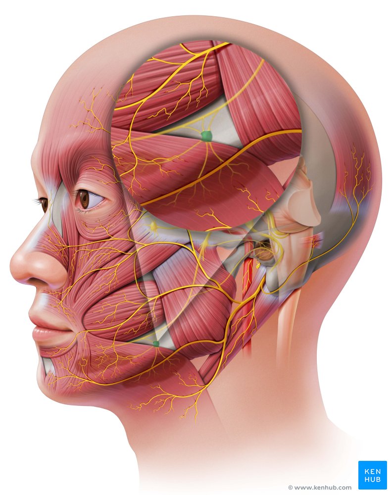 Submandibular ganglion: Left lateral view