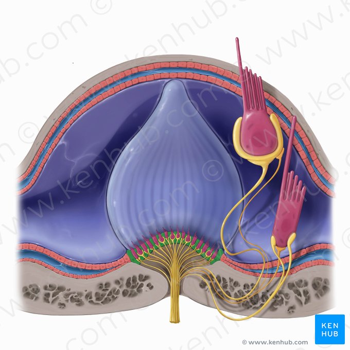Vestibular supporting cell (Vestibulocytus sustenans); Image: Tal Bavli Ziv