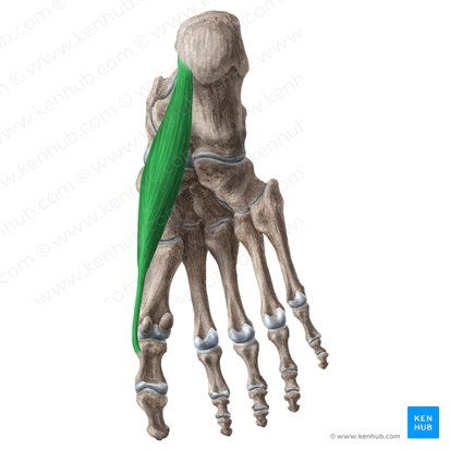 Músculo abductor del dedo gordo (Musculus abductor hallucis); Imagen: Liene Znotina