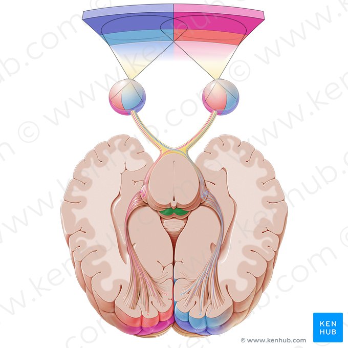 Colliculus supérieur (Colliculus superior); Image : Paul Kim