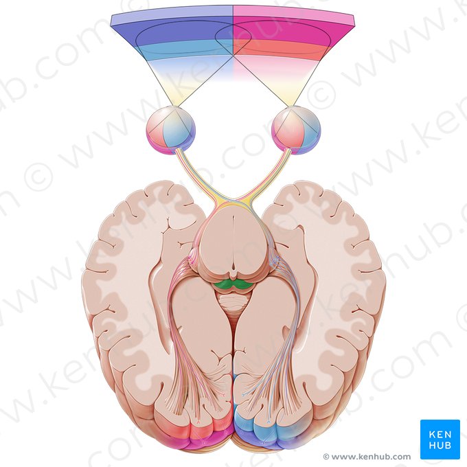 Superior colliculus (Colliculus superior); Image: Paul Kim