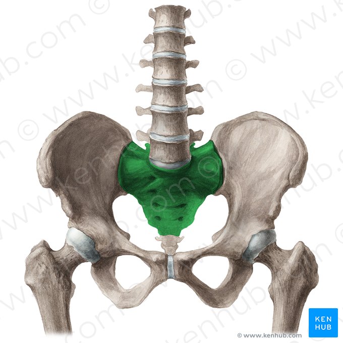 Pelvic surface of sacrum (Facies pelvica ossis sacri); Image: Liene Znotina