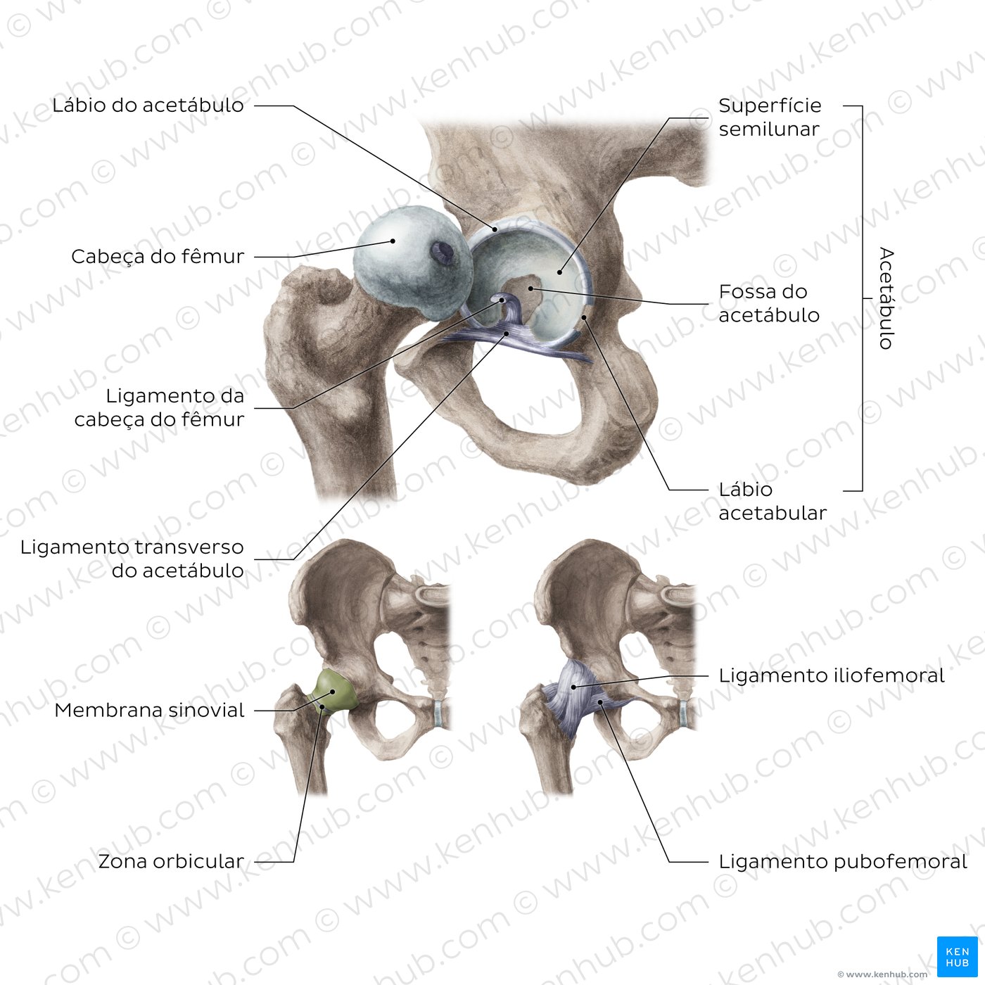 Articulação do quadril (anca) - vista geral
