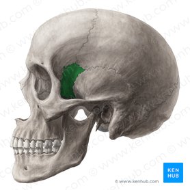 Sphenoid bone (Os sphenoidale); Image: Yousun Koh
